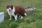 Border collie pups, chocolate-white, Hépatite contagieuse (maladie de Rubarth), Colley, Plusieurs, Belgique