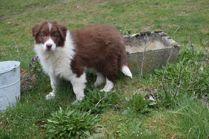 Border collie pups, chocolate-white, Animaux & Accessoires, Chiens | Bergers & Bouviers, Plusieurs animaux, Colley, Éleveur | Professionnel