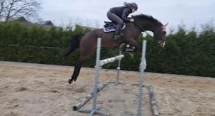 Gereserveerd Lieve zachtaardig springpaard, veel ervaring., Animaux & Accessoires, Chevaux, Jument, Z, 160 à 165 cm, 11 ans ou plus