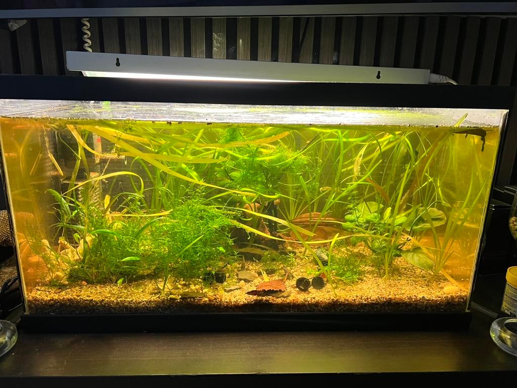 Aquarium complète, Enlèvement, Comme neuf