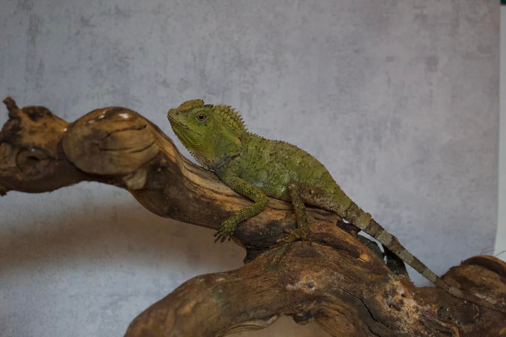 Urgent Gonocephalus femelle, Animaux & Accessoires, Reptiles & Amphibiens, Lézard, Domestique, 3 à 6 ans