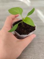 Rode Hoorn | Paprika Planten, Enlèvement