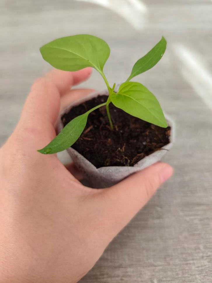 Rode Hoorn | Paprika Planten, Maison & Meubles, Plantes d'intérieur, Enlèvement