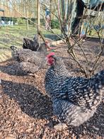 Œufs d'incubation de poules coucous de Malines : une travers, Sexe inconnu, Poule ou poulet