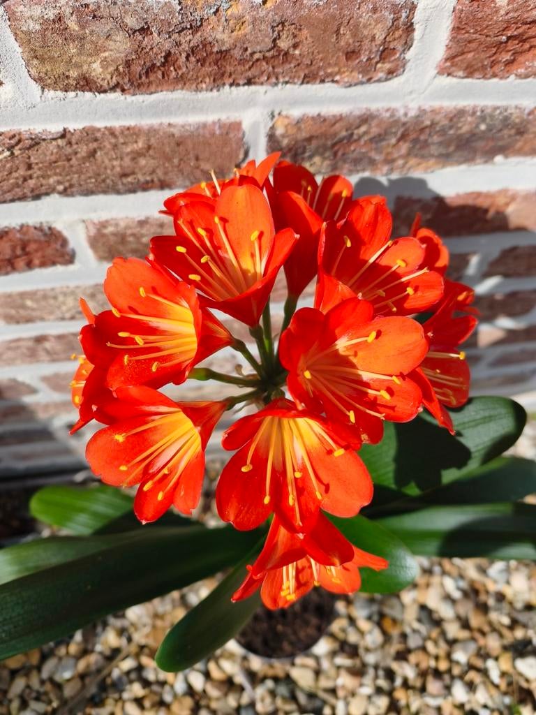 Clivia Flandresse, Ophalen