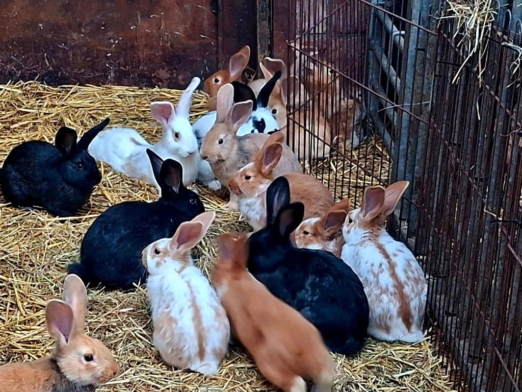 Vlees konijnen, Dieren en Toebehoren, Konijnen, Meerdere dieren, Groot, 0 tot 2 jaar