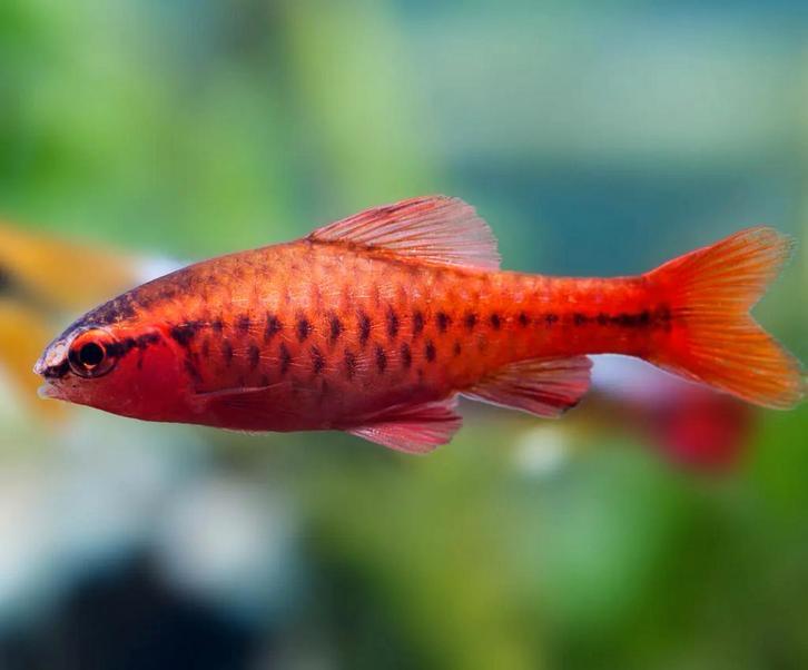 Barbes aux cerises, Animaux & Accessoires, Poissons | Aquariums & Accessoires, Enlèvement