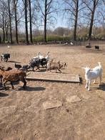 Ganzen, Dieren en Toebehoren, Pluimvee