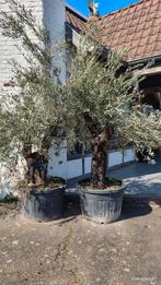 80 jaar oude olijfbomen - 6 stuks, Ophalen, In pot