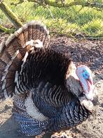 Broedeieren kalkoen, Dieren en Toebehoren, Pluimvee