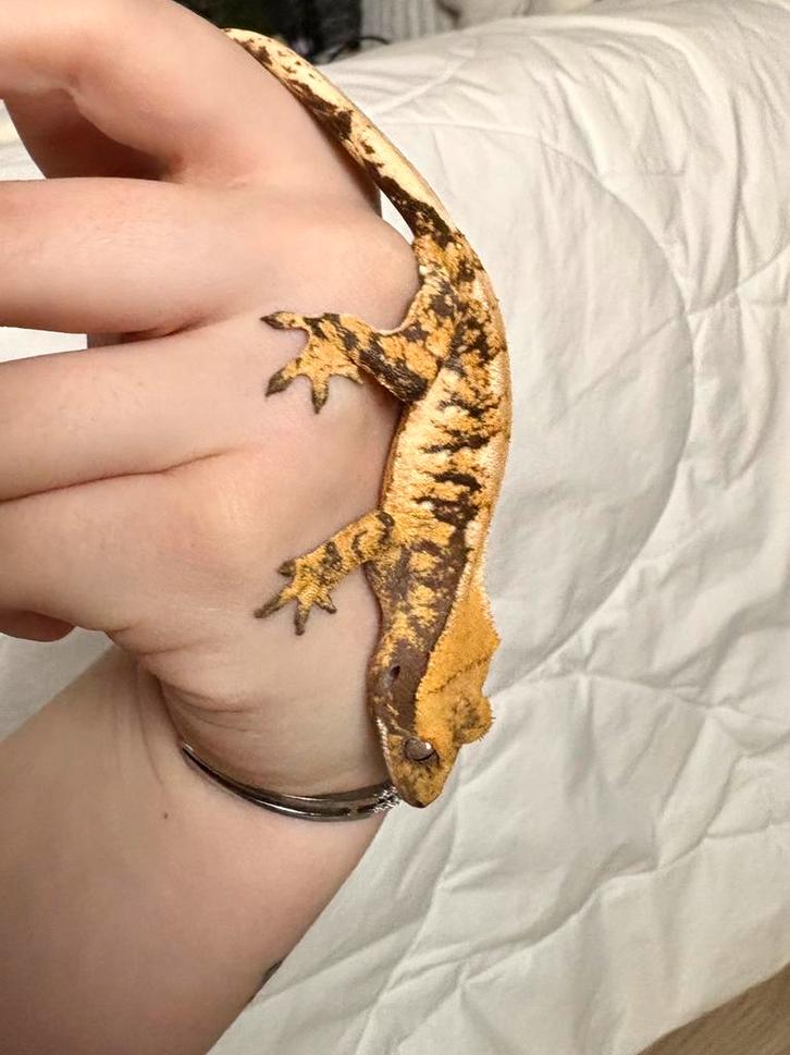 Cils gekko Extreme Harlequin 1.0 pour homme, Animaux & Accessoires, Reptiles & Amphibiens