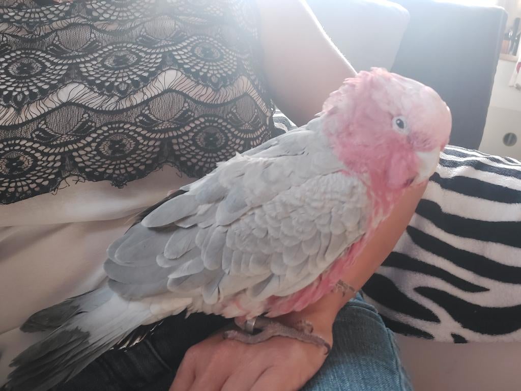 Cacatoès rosalbin apprivoisé, Animaux & Accessoires, Oiseaux | Perruches & Perroquets, Perroquet, Parleur