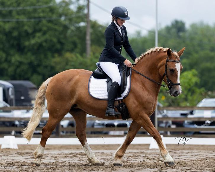 Verzorgpaarden/halve stal aangeboden, Animaux & Accessoires, Chevaux, Jument