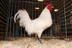 oeufs feconder "famenne naine", Animaux & Accessoires, Sexe inconnu, Poule ou poulet