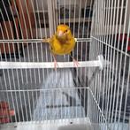 mannelijke kanarie, Dieren en Toebehoren, Vogels | Kanaries