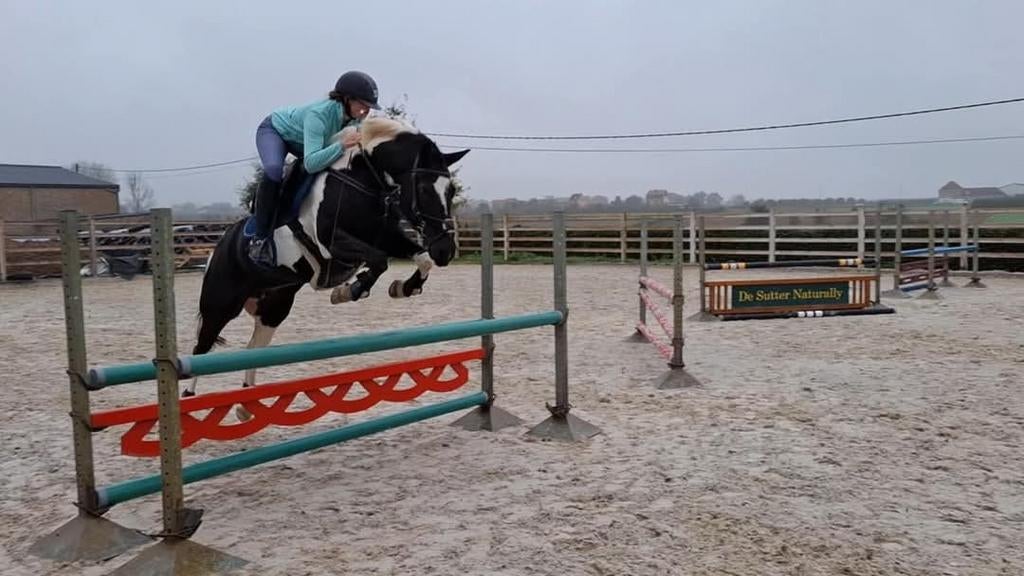 Knappe, bonte springponymerrie van Amor DJ, Animaux & Accessoires, Poneys, Jument, Poney D (1.37 m à 1.48m), Poney de saut, 11 ans ou plus