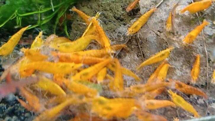 Hobbyaquarium Orange Sun garnalen 1ste paasdag 12/17uur, Dieren en Toebehoren, Vissen | Aquariumvissen, Zoetwatervis, Vis, Schoolvis