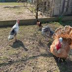 Œufs à incuber de dinde, Dinde