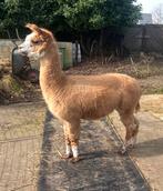 Te koop, prachtige fawnkleurige alpaca hengst, Dieren en Toebehoren, Augustus, Mannelijk