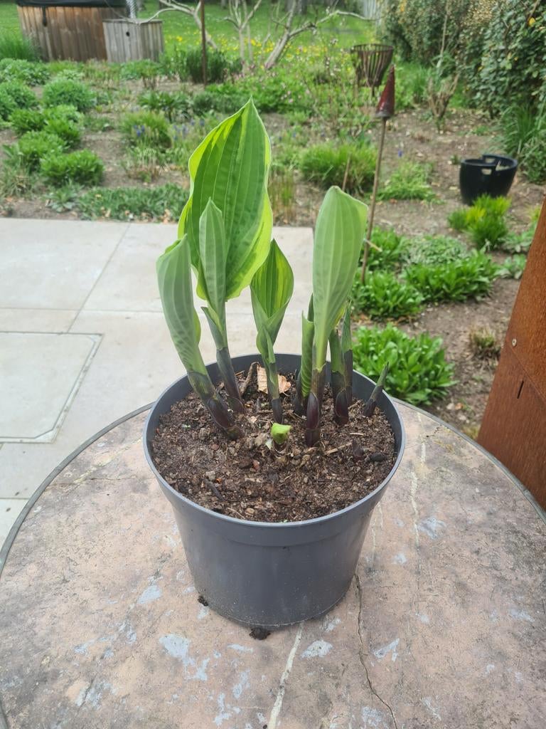 hostas, Tuin en Terras, Ophalen, Halfschaduw