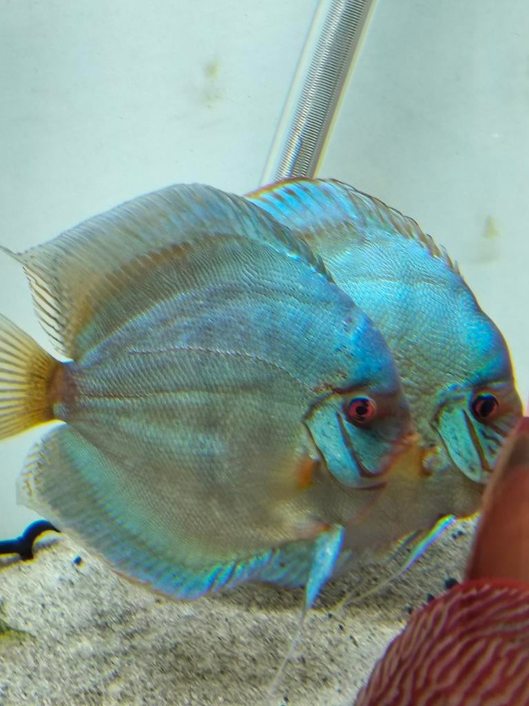 Discus bleu cobalt, Dieren en Toebehoren, Vissen | Aquariumvissen