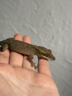 Sarasinorum gekko, Dieren en Toebehoren, Reptielen en Amfibieën, Hagedis, Tam, 0 tot 2 jaar