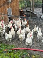 Poule de Bresse broedeieren