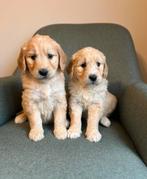 Beaux chiots Goldendoodle (Golden Retriever x Caniche), Animaux & Accessoires, Golden retriever, Plusieurs, Hépatite contagieuse (maladie de Rubarth)