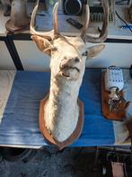 2 herten kopen, Verzamelen, Dierenverzamelingen, Ophalen