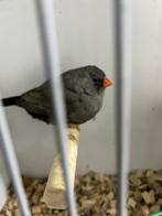 Charcoal zebravink pop, Geringd