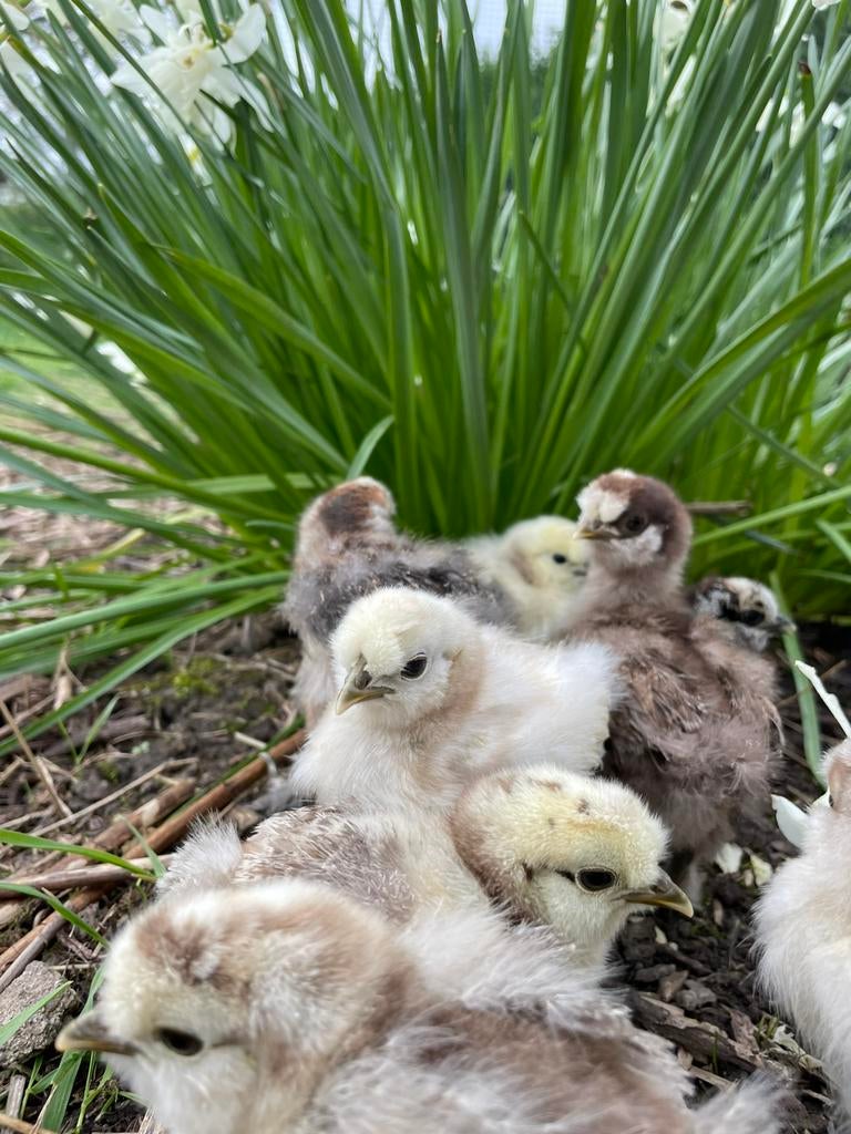 Paaskuikens zijdehoen, Dieren en Toebehoren, Geslacht onbekend, Kip