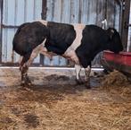 Stier wit blauw ras, Dieren en Toebehoren, Mannelijk, 0 tot 2 jaar