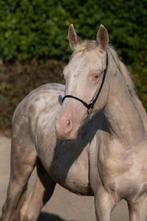 Ter dekking: Fata Thamin SVD Ibn Vision Gold, Dieren en Toebehoren, Paarden, Hengst, 0 tot 2 jaar