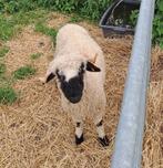 Walliser ooi met ramlam, Animaux & Accessoires, Moutons, Chèvres & Cochons, Plusieurs animaux, Mouton, 0 à 2 ans