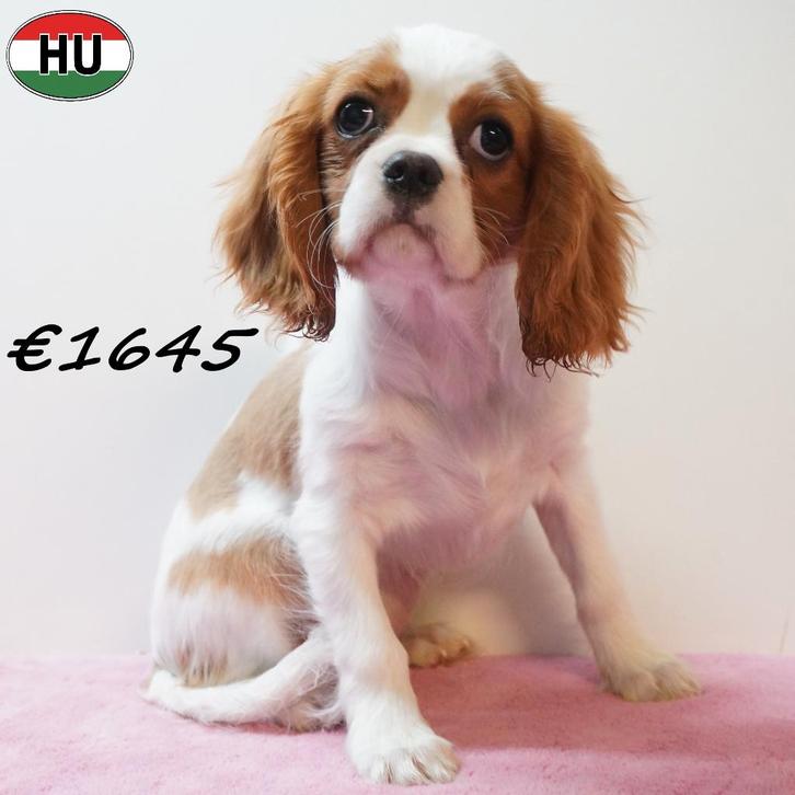 Cavalier King Charles, chiots à vendre, Animaux & Accessoires, Chiens | Chihuahuas & Chiens de compagnie, Plusieurs animaux, Autres races