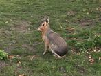 Gezocht: 1 of 2 Maras Patagonische Haas vrouwlijk, Dieren en Toebehoren, Januari, Vrouwelijk