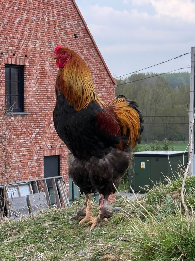 Brahma prachtige haan, Dieren en Toebehoren, Pluimvee