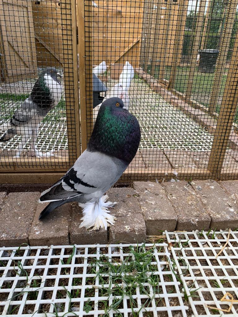 Gentse kropper doffer, Animaux & Accessoires, Oiseaux | Pigeons, Mâle, Boulant