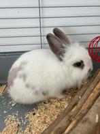 Konijnen te koop. Te koop wegens allergie, Dieren en Toebehoren, Middelgroot, 0 tot 2 jaar
