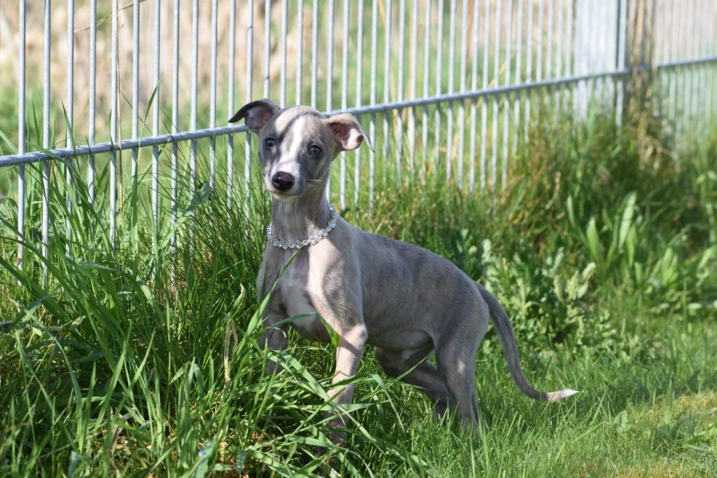 Whippet pups ouders aanwezig, België, Whippet, 8 tot 15 weken, Meerdere