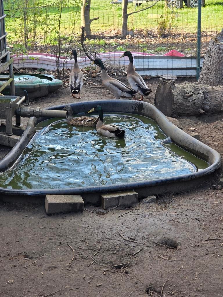 Indische loopeenden, Mannelijk, Eend