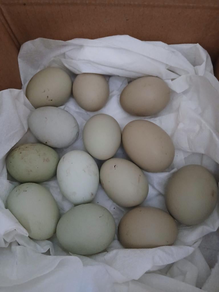 Broedeieren araucana