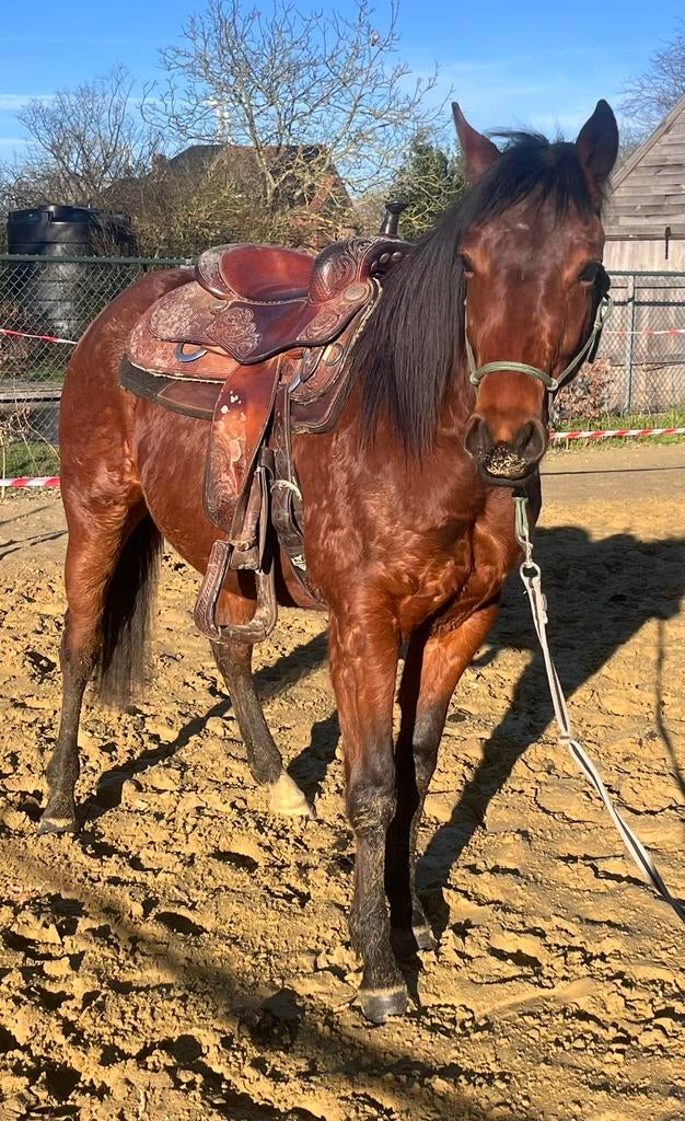 Quarter ruin, Dieren en Toebehoren, Paarden, Minder dan 160 cm, Ruin, 0 tot 2 jaar, Zadelmak