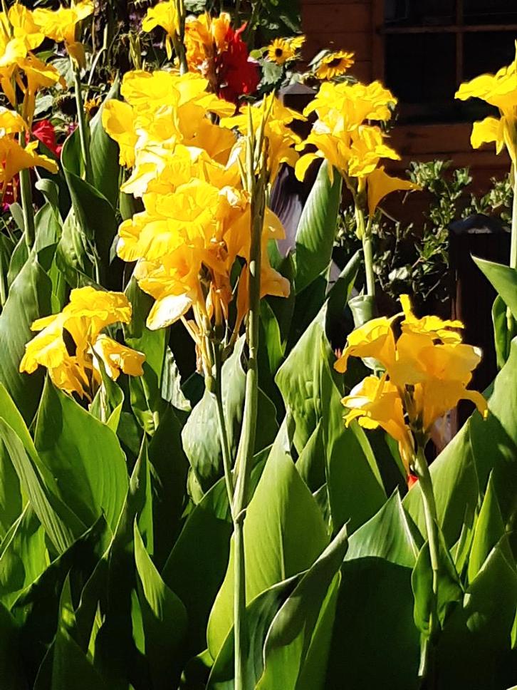canna geel, Tuin en Terras, Planten | Tuinplanten, Vaste plant, Overige soorten, Volle zon, Zomer, Ophalen