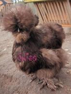 Broedeieren choco usa zijdehoen zijdehoenders kippen, Poule ou poulet