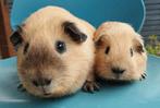 2 California cavia's, Dieren en Toebehoren, Knaagdieren, Maart, Mannelijk, Cavia