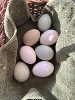 Broedeieren, Dieren en Toebehoren, Pluimvee, Geslacht onbekend, Kip