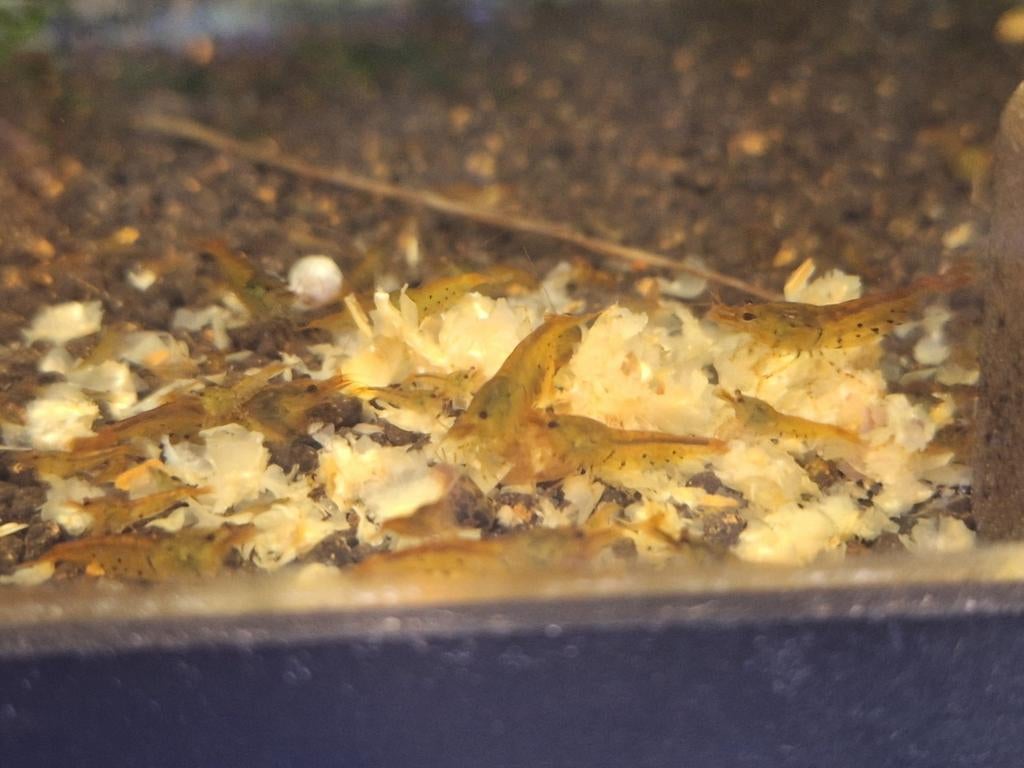 Tigres à la mandarine (crevettes caridina), Animaux & Accessoires, Insectes & Araignées