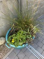 Vijver planten, Ophalen