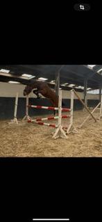 Chevaux de sport, Étalon, Z